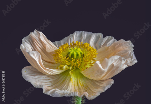 Floral fine art still life detailed color macro portrait  of a single isolated wide opened white yellow iceland poppy blossom isolated on blue background in surrealistic vintage painting style