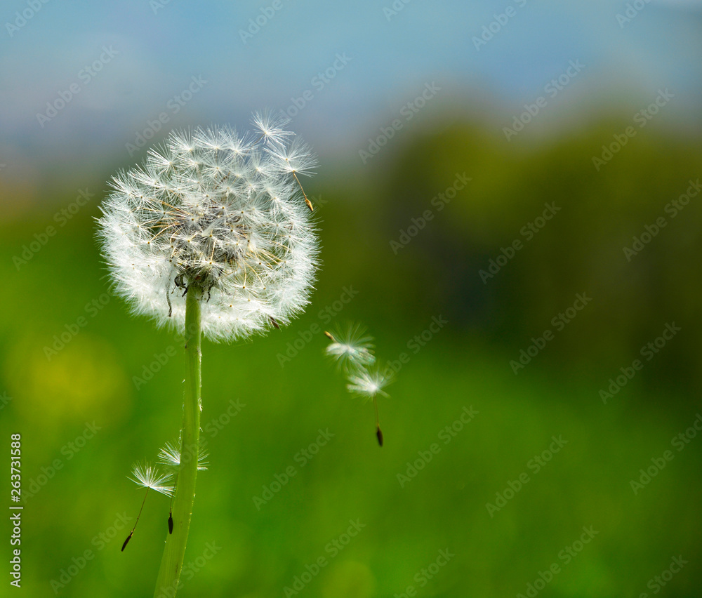 dandelion on green background of blue sky