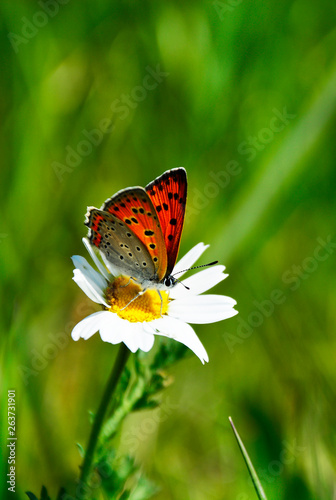 Photography butterfly on a flower