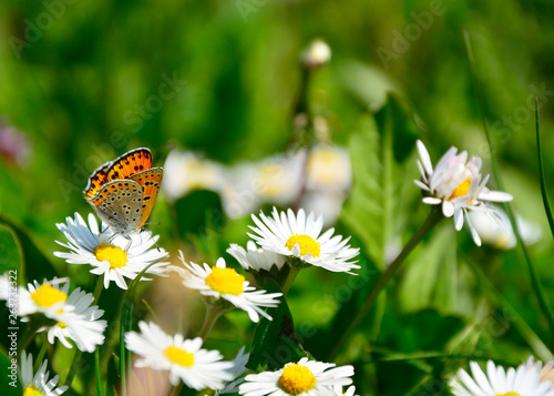 butterfly on flower © predrag