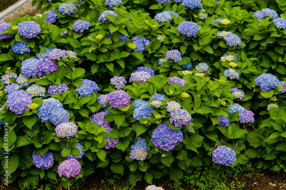 Beautiful Flowers (Hydrangea macrophylla) or Hortensia flower is blooming.