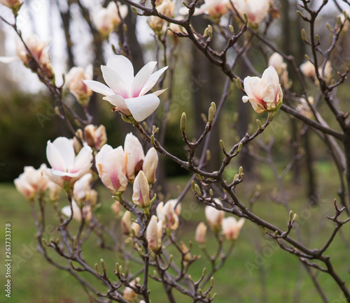 The  beautiful white magnolia flowers  photo