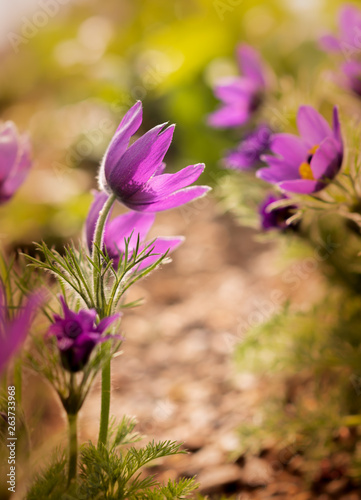 Beautiful Pulsatilla or Eastern pasqueflower blooming in a spring meadow