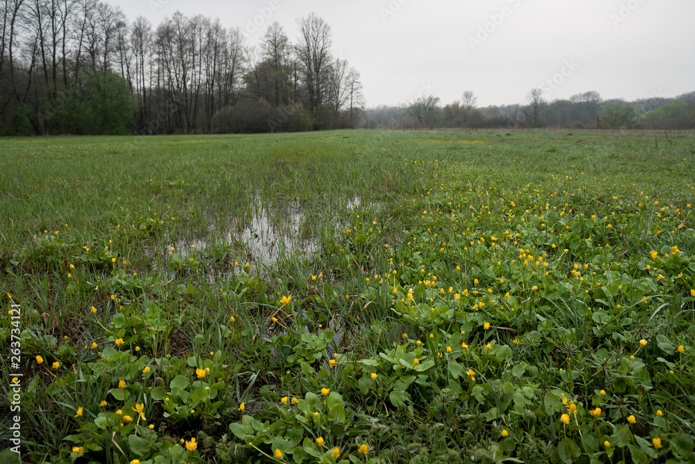 Fototapeta premium Spring rural landscape. Yellow wildflowers meadow nature