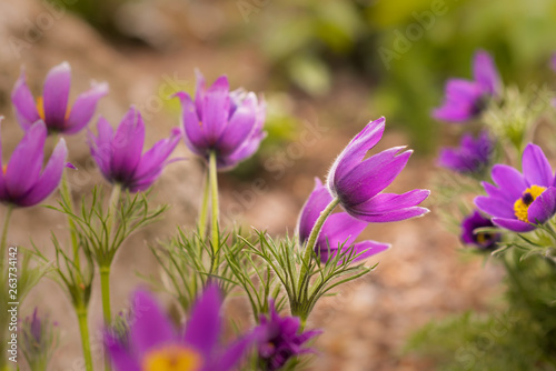 Beautiful Pulsatilla or Eastern pasqueflower blooming in a spring meadow