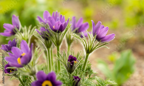Beautiful Pulsatilla or Eastern pasqueflower blooming in a spring meadow