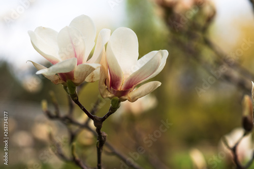 The beautiful white magnolia flowers 