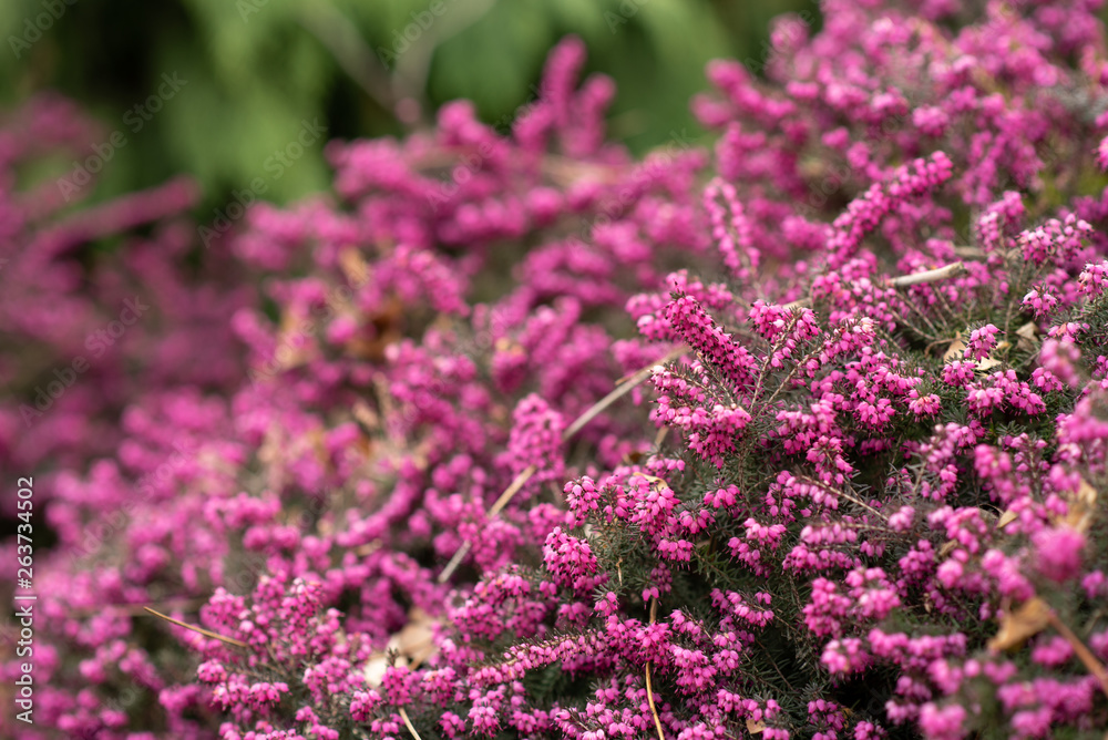 Beautiful pink flowers background. selective focus. Beautiful pink flowers background. selective focus.