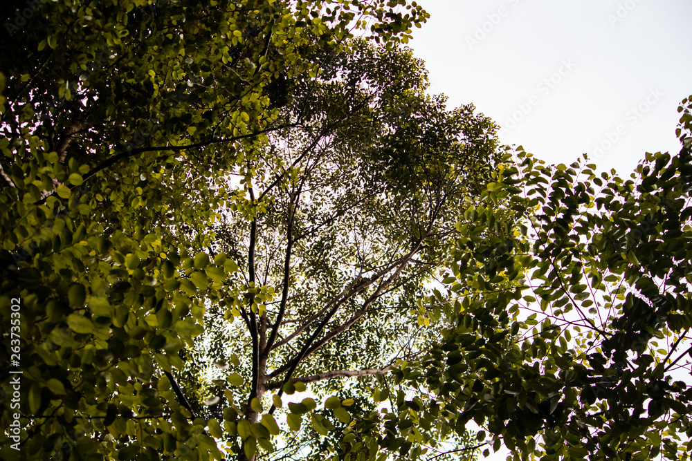 Fototapeta premium tree in spring.