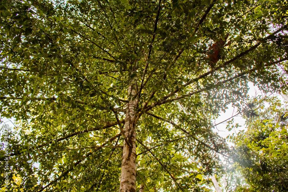 Fototapeta premium tree in spring.