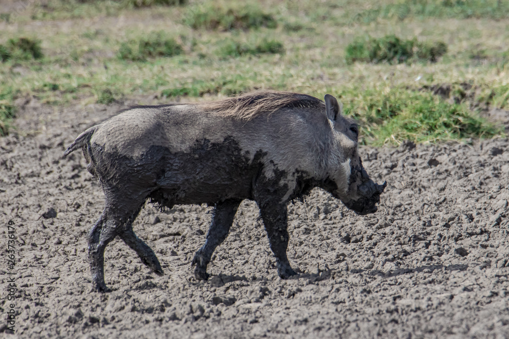warthog in the wild warthog in the wild