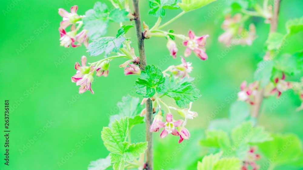 18053_Cute_small_purple_flower_of_Ribes_nigrum_plant.jpg 18053_Cute_small_purple_flower_of_Ribes_nigrum_plant.jpg