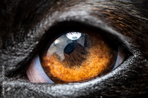 An extreme macro closeup of a greyhound dog eye photo