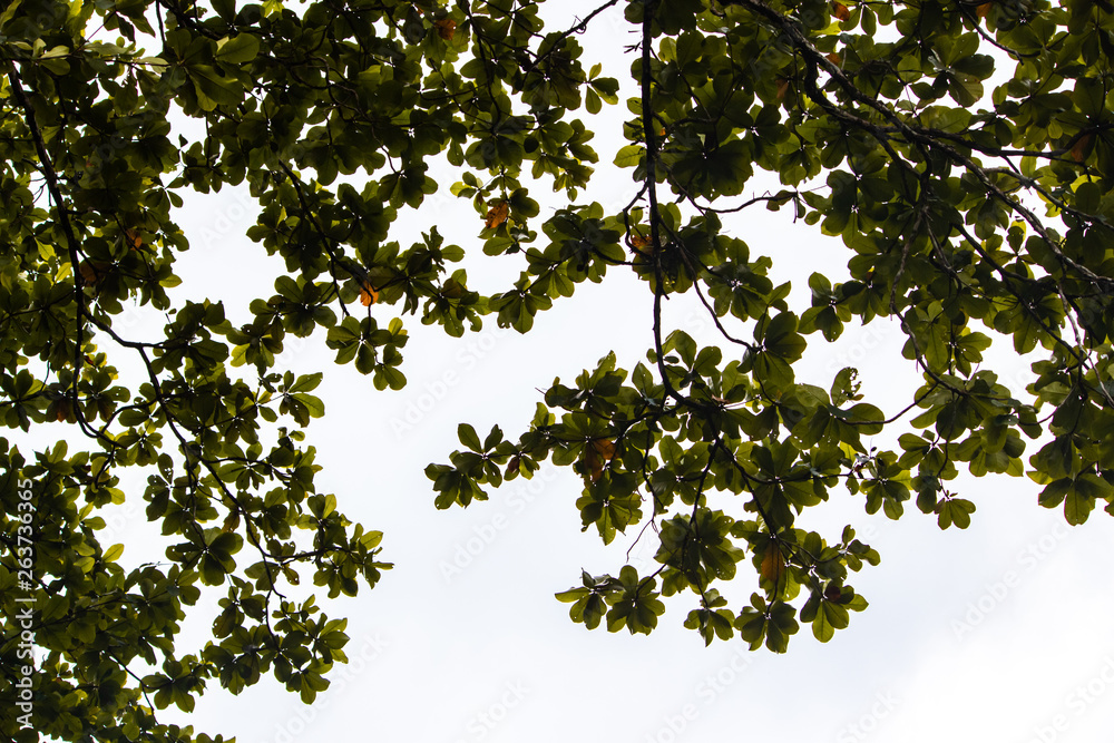 green leaves on bright sky background. green leaves on bright sky background.