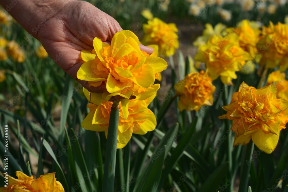 Obraz premium yellow flowers in hand daffodils, narcissus in the spring time