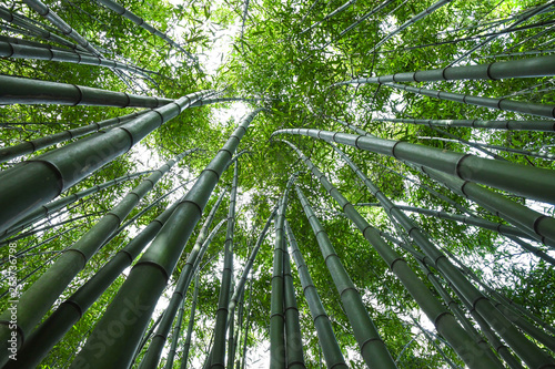 Fototapeta Naklejka Na Ścianę i Meble -   Bamboo forest. No people