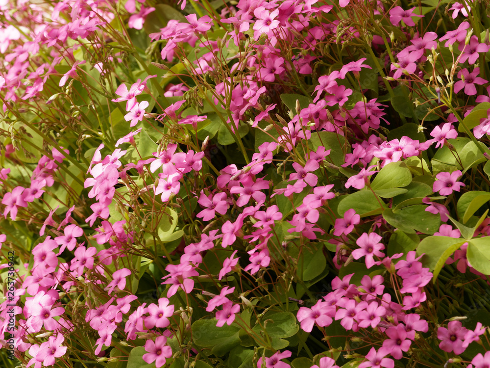 Oxalis articulata - Fleurs d'oxalis articulés de couleur rose vif