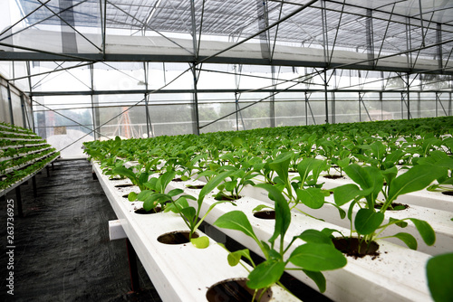 In the commercial greenhouse soilless cultivation of vegetables