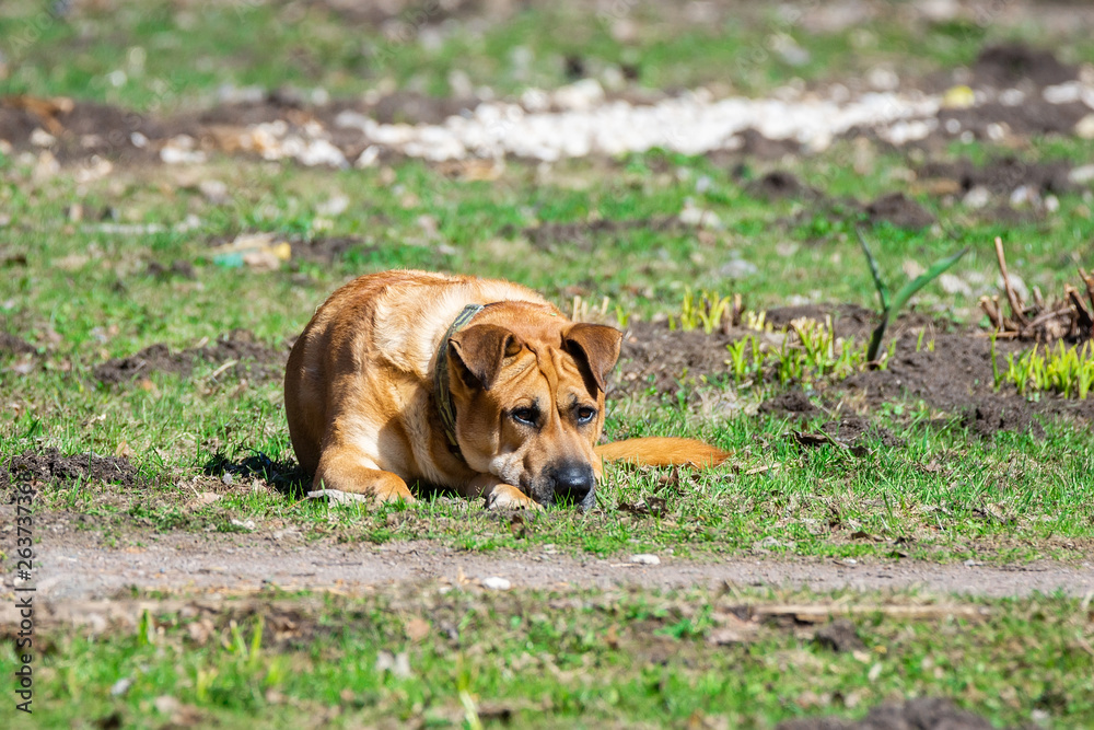 a dog on the nature