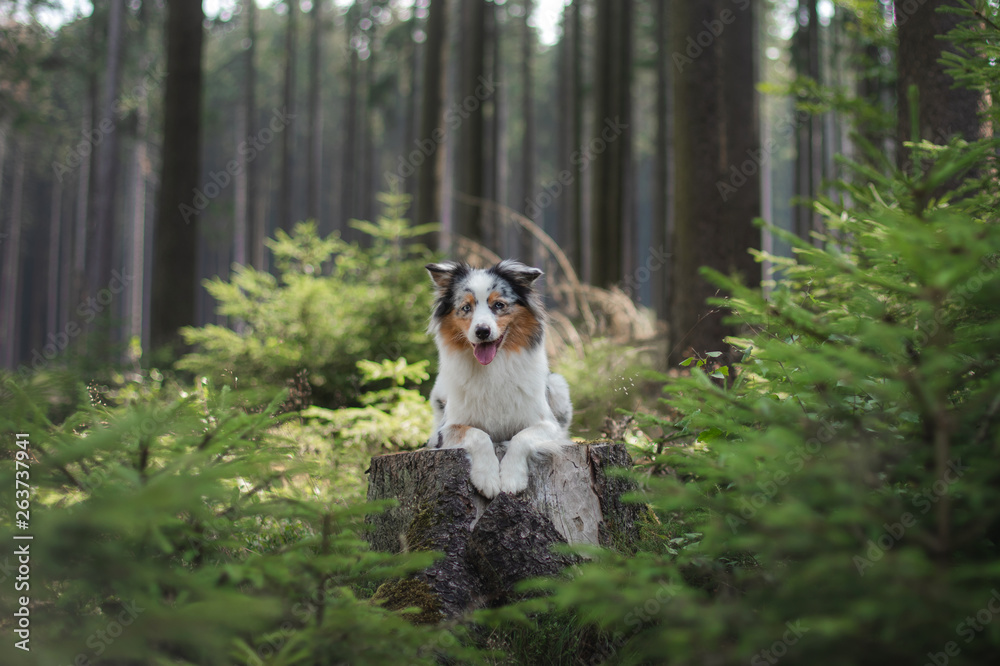 Australian Shepherd dog in the forest. pet for a walk