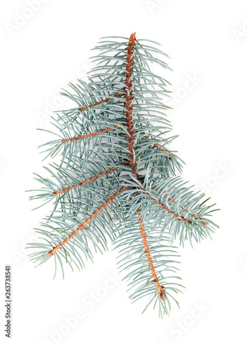 branch of blue spruce isolated on white background