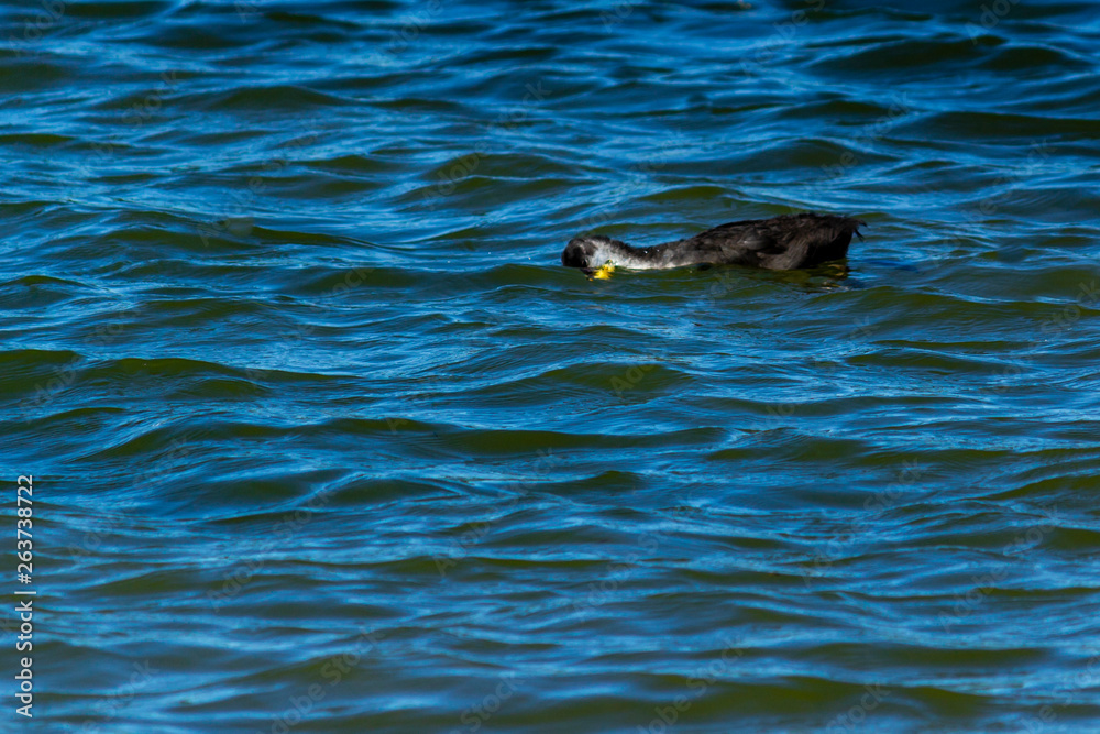 Naklejka premium young goose on Rother Valley country park