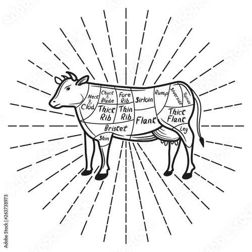 British cuts of beef diagram. Vector illustration.