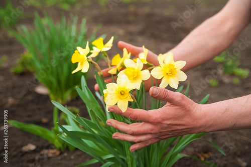 Male hands plant spring flowers. Hands and daffodils close up and copy space