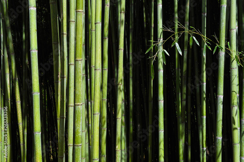  Bamboo forest. No people