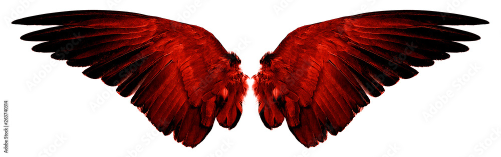 red wings isolated on a white - obrazy, fototapety, plakaty 