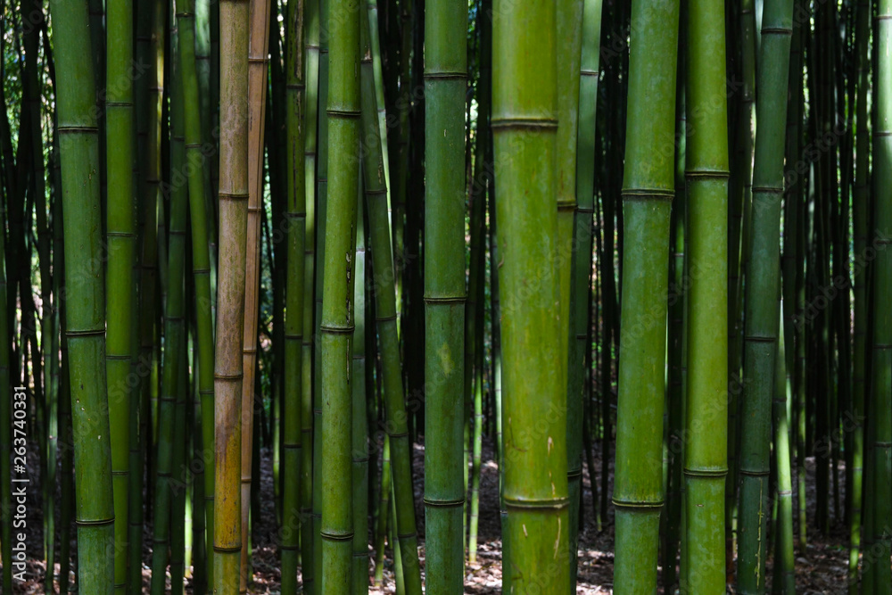 Fototapeta premium Bamboo forest. No people