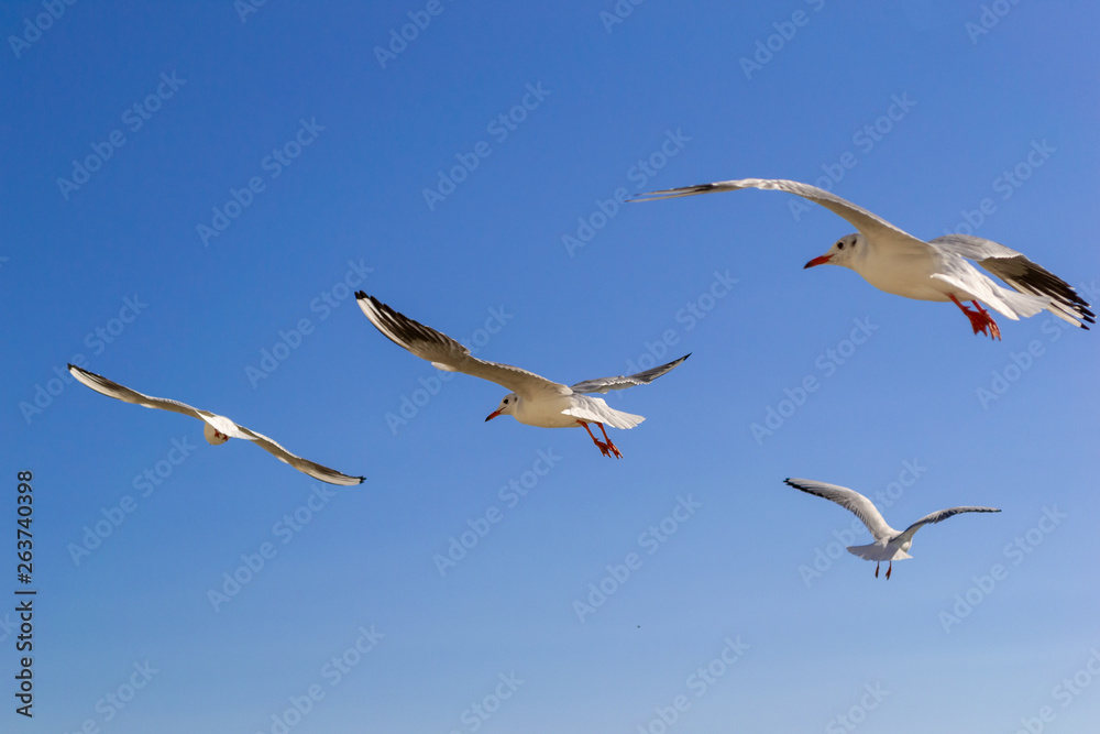 Obraz premium Gulls fly in the sky above the sea.