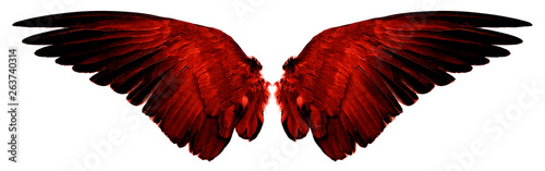 Fotografia red wings isolated on a white