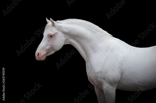Beautiful white arabian horse portrait on black background isolated © Svetlana