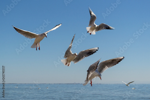Gulls fly in the sky above the sea.