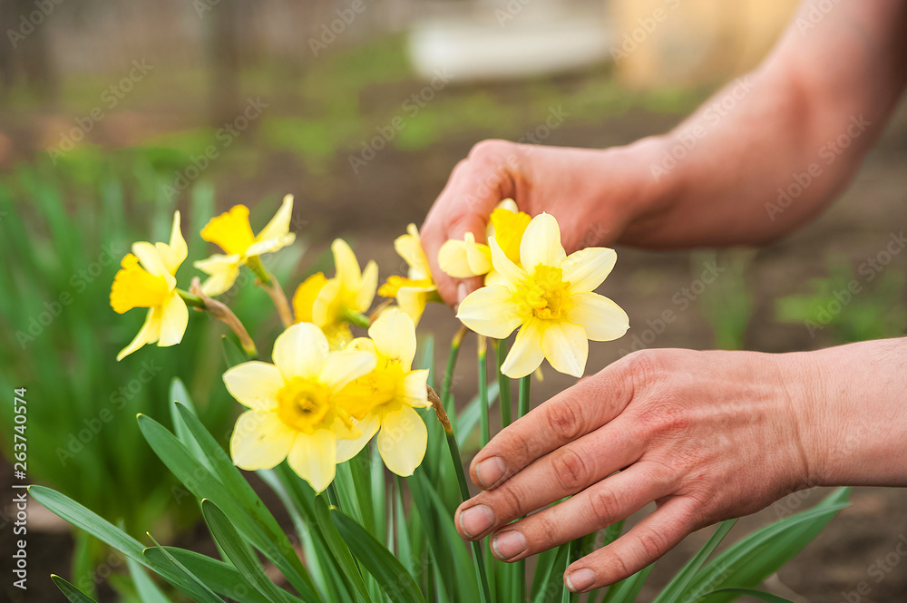 Male hands plant spring flowers. Hands and daffodils close up and copy space Male hands plant spring flowers. Hands and daffodils close up and copy space
