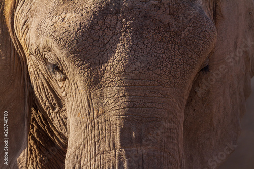 Close up Elephant front head face skin Loxodonta africana close-up closeup skin detail texture surface front eyes trunk Amboseli National Park Kenya East Africa vulnerable species wallpaper background