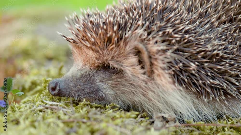 Common cute hedgehog on a stump in spring or summer forest during sunset. Young beautiful hedgehog in natural habitat outdoors in the nature. Common cute hedgehog on a stump in spring or summer forest during sunset. Young beautiful hedgehog in natural habitat outdoors in the nature.