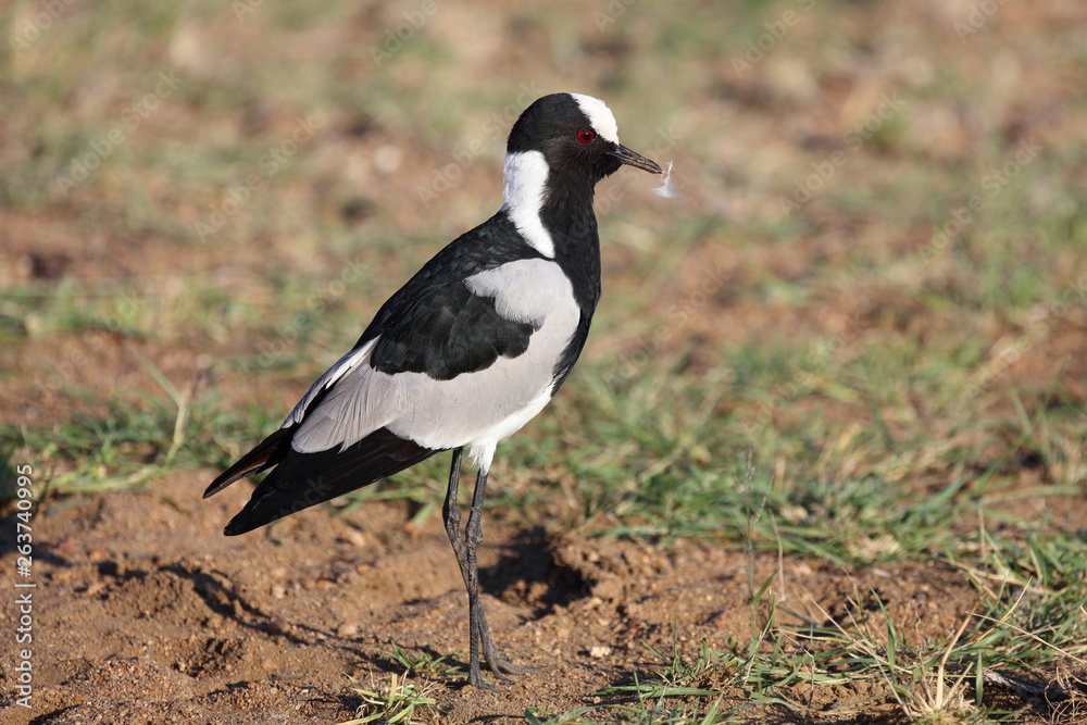Waffenkiebitz / Blacksmith plover / Vanellus armatus Waffenkiebitz / Blacksmith plover / Vanellus armatus