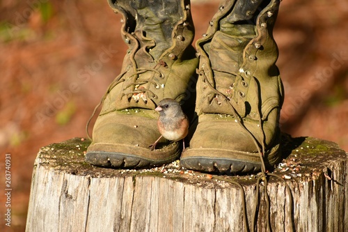 Junco bird standing on old work boots