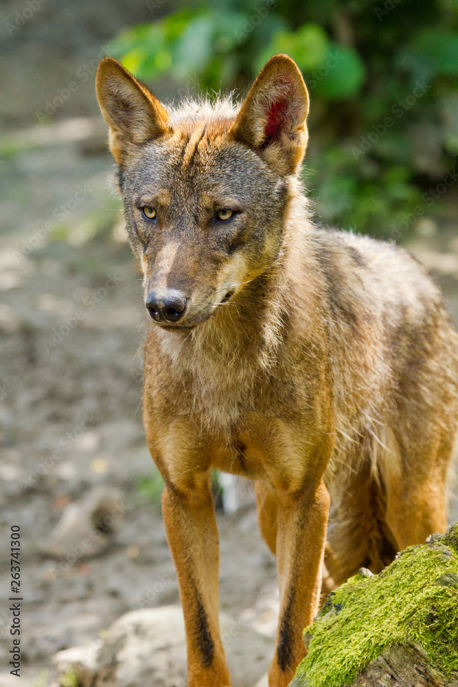 Naklejka premium Iberischer Wolf (Canis lupus signatus)