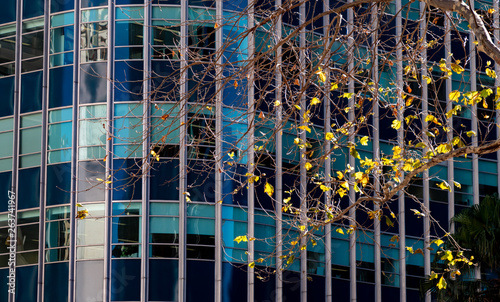 Photography Dry branches and yellow leaves with blue windows of a business building in the b