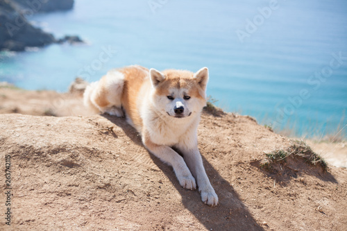 dog Japanese Akita inu on vacation at sea traveling