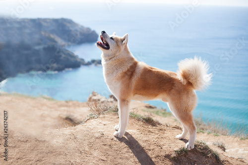 dog Japanese Akita inu on vacation at sea traveling