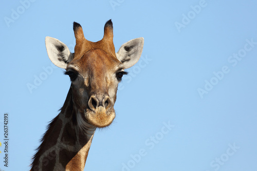 Photography Giraffe / Giraffe / Giraffa Camelopardalis
