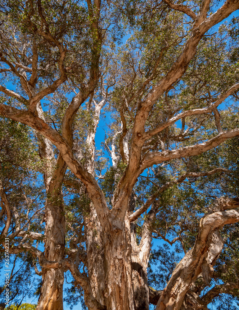 Old eucalyptus tree in Centennial Park in Sydney