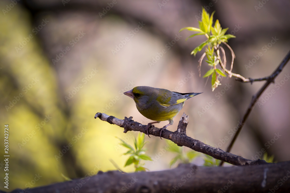 Fototapeta premium a lot of little funny birds sitting on a branch and looking curiously
