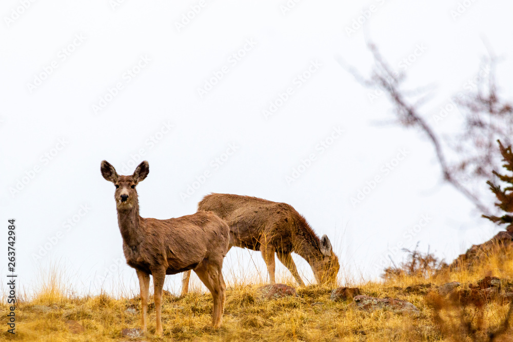 Obraz premium Mule Deer Herd in the Fog