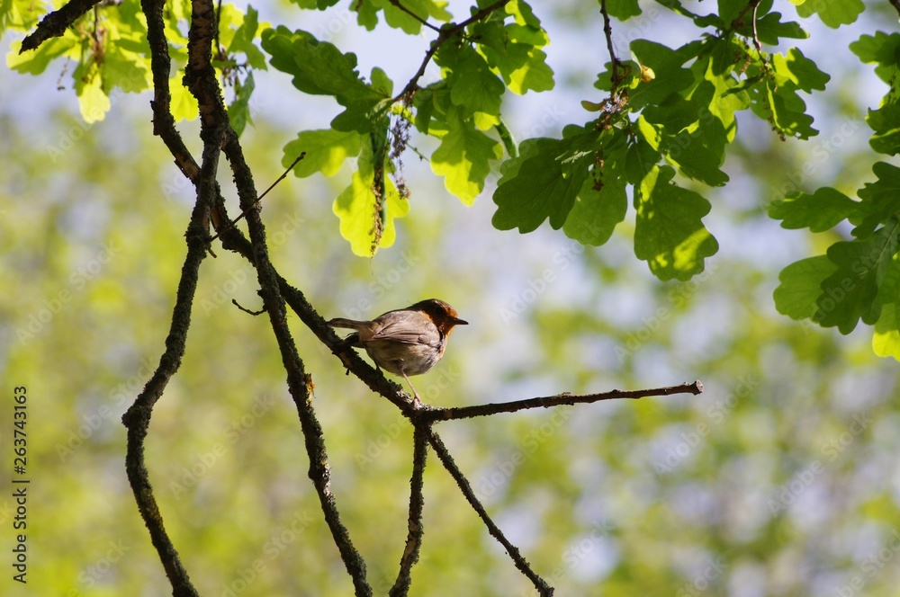 Obraz premium Rouge-gorge sur un arbre