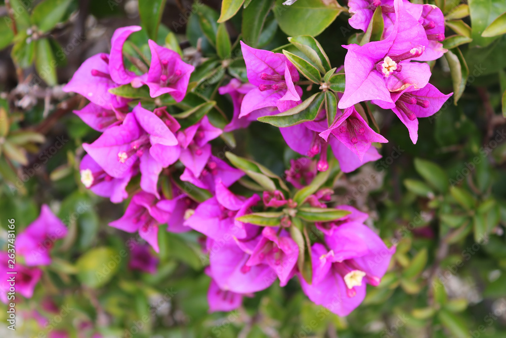Flowers of bougainvillea in Larnaca city, Cyprus Flowers of bougainvillea in Larnaca city, Cyprus